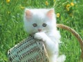photo de bébé chat blanc